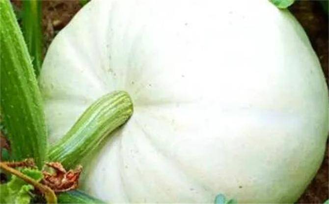 北瓜是什么瓜除了冬瓜西瓜南瓜这世上还真有北瓜