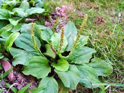 原创车前草是个宝用它来泡水喝或能辅助解决5个常见问题