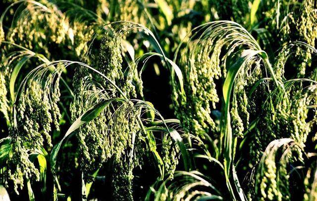 原创西北有种饭叫黄米糁饭被用于批评他人你娃才吃了几年干糁饭