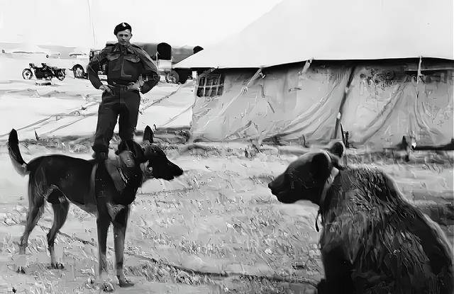 原创二战熊大兵徒手抱45公斤炸弹抽烟喝酒屡立奇功还被晋升下士