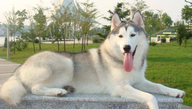 原创主人养10年的宠物狗去世后趴在坟墓上抽泣整整一星期不吃不喝