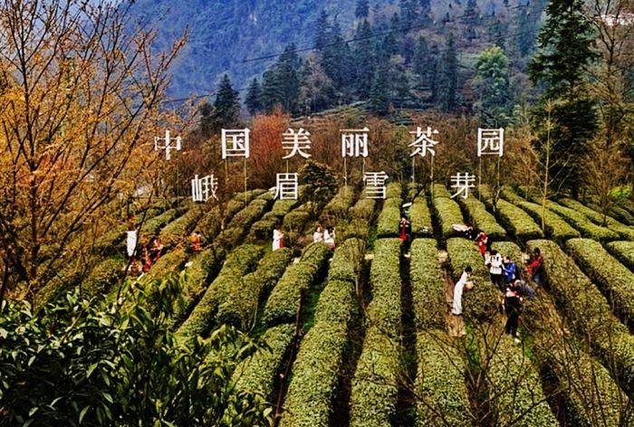 展中国禅茶文化魅力峨眉雪芽祈福盛典举行