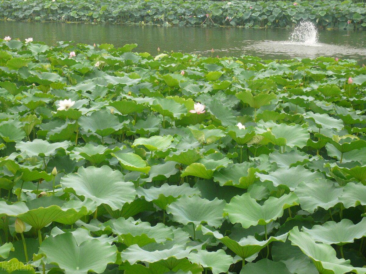 成都二日游全攻略鹤鸣山问道寻幽新都宝光桂湖文化游