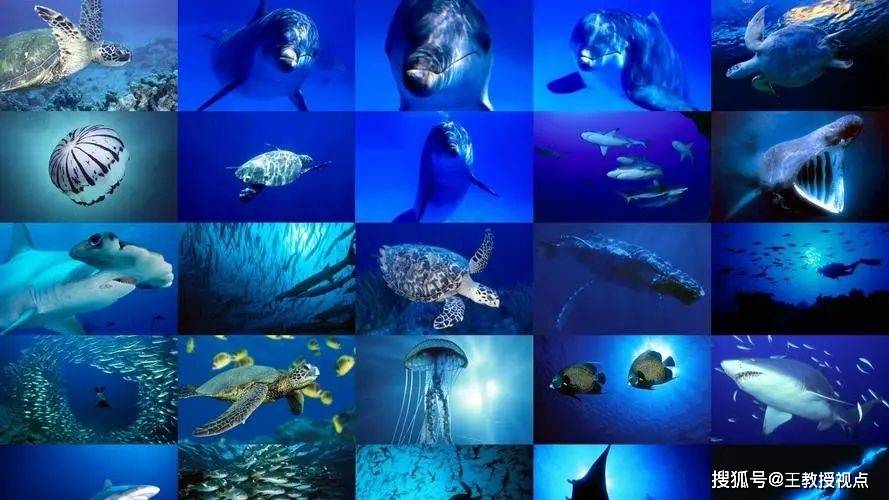 深海生物探秘 科学揭示神秘海底世界