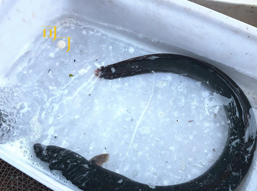 我只能作罢.河鲫鱼,这个比较常见.放养的鸭蛋,15元一斤.