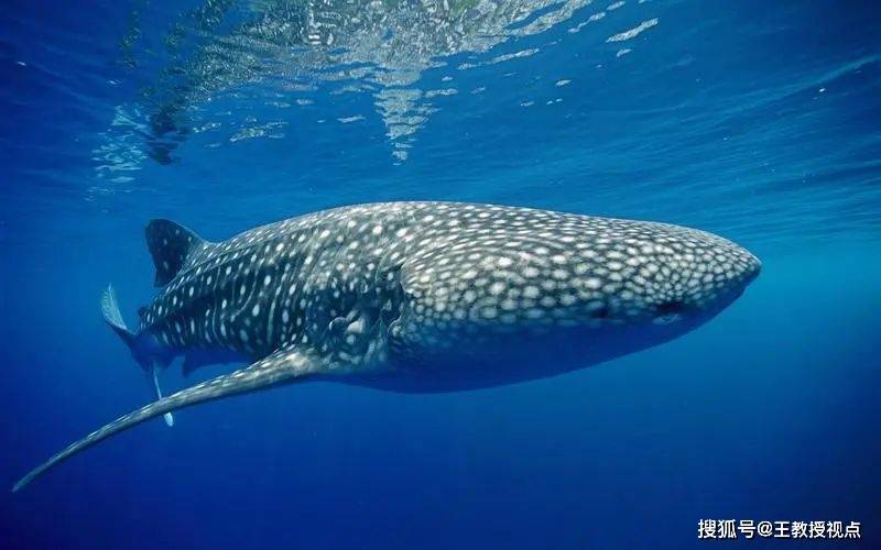 深海生物探秘:科学揭示神秘海底世界