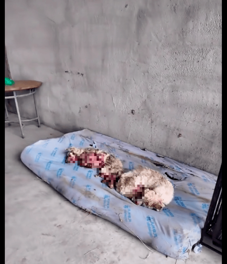 两只狗狗患病无人医治,已经病入膏肓全身是血,嚎叫声令人心碎!