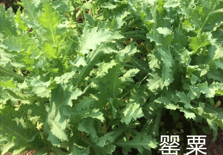 是菜?禁止违法种植罂粟_植物_毒品_非法