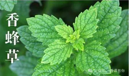 香蜂草精油的10种使用配方推荐