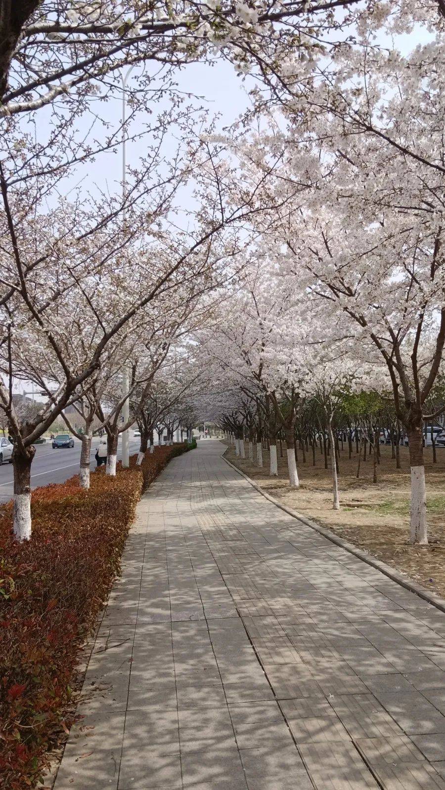 漫步樱花林,感受春天诗意与浪漫!济宁太白国风让生活更加便捷多彩