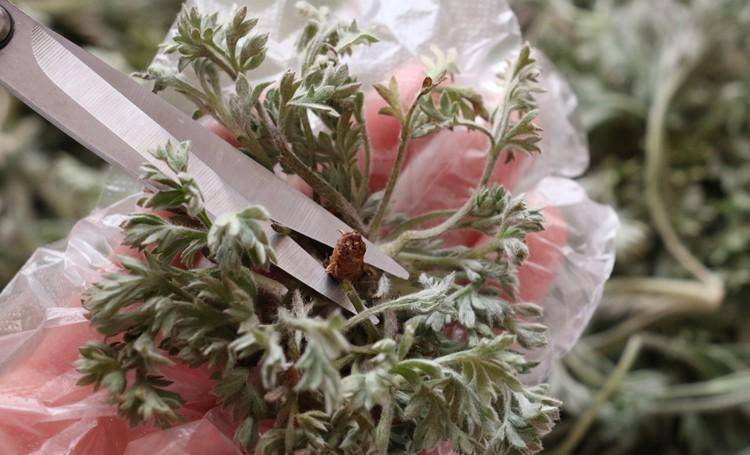 吃白蒿,一清热,二解毒,三养肝,教你简单做法,别不懂_野菜_蒿子_美味