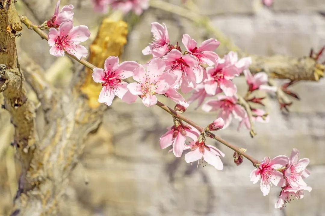 壁纸 花 桌面 1080_720