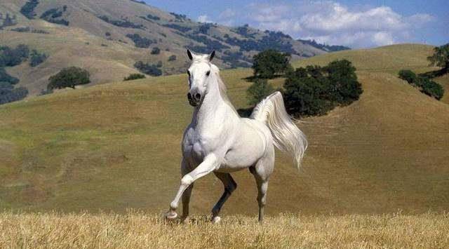 原创盘点古典名著中八大名马最后一匹秒杀前七匹