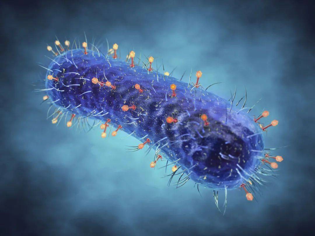 这种"机器人"在你体内杀疯了,但杀的不是你_噬菌体_病毒_细菌