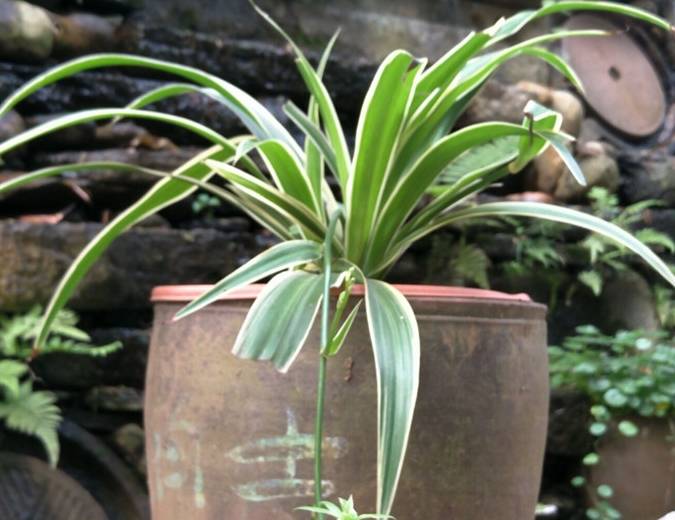 养吊兰有3个误区别触碰否则根系不保黄叶来袭莫忽视