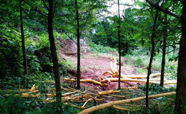 成都大邑小山村,村民为了4元一斤的树皮,砍倒20年的老树_老人_树木