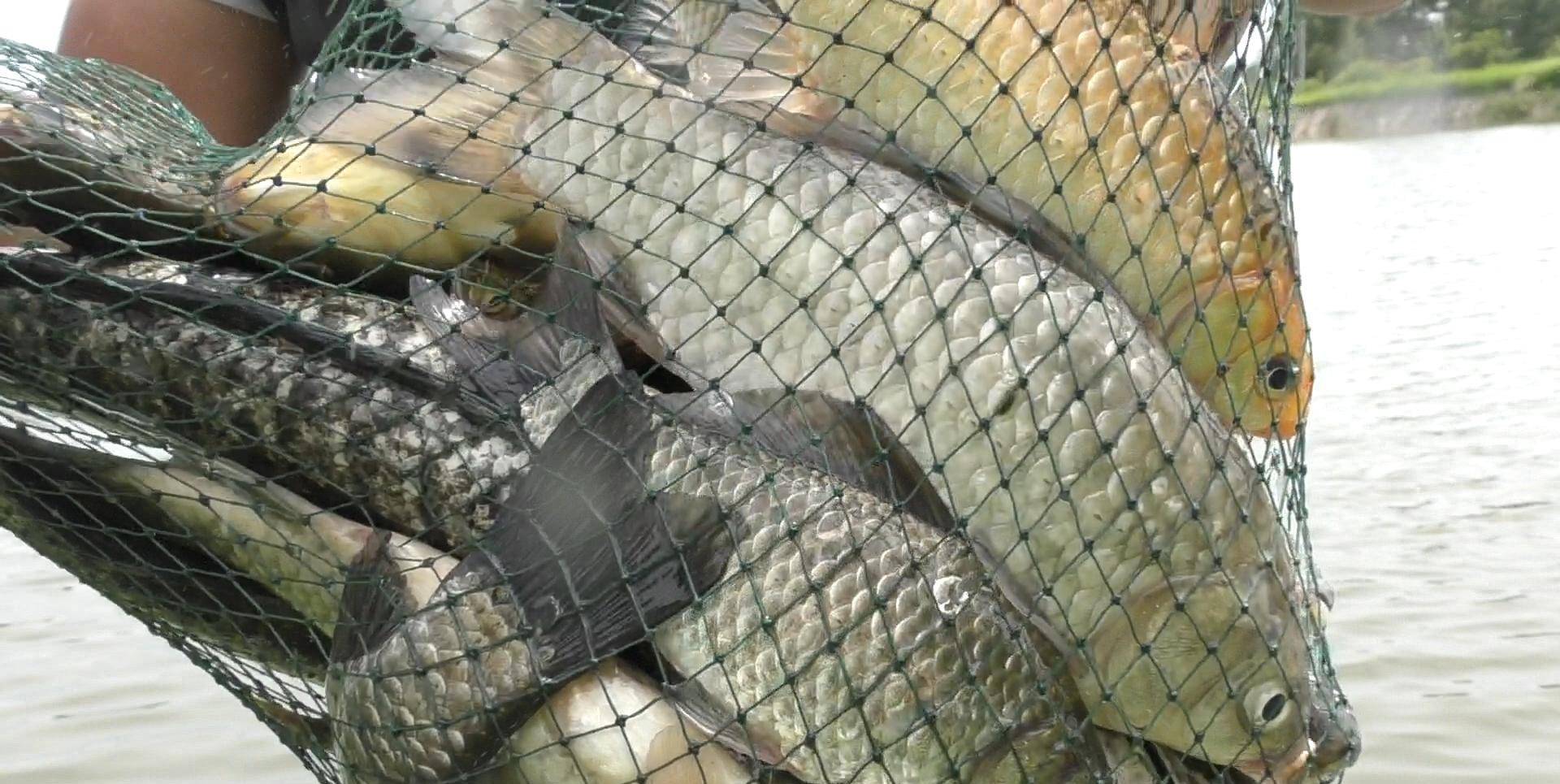 原创仲春钓滩攻略这样的浅滩才出鱼斤鲫频出成群来