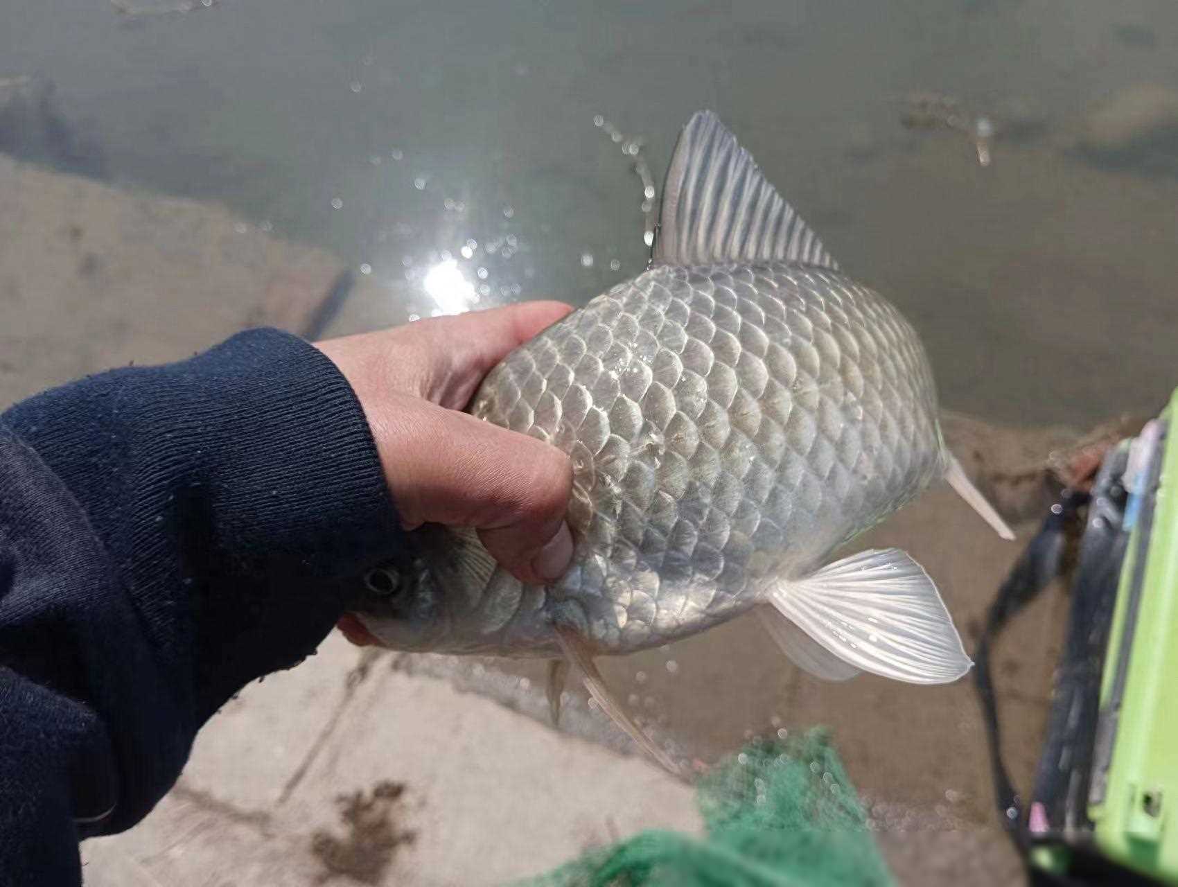 原创仲春钓滩技巧选对浅滩鲫鱼频钓成群来