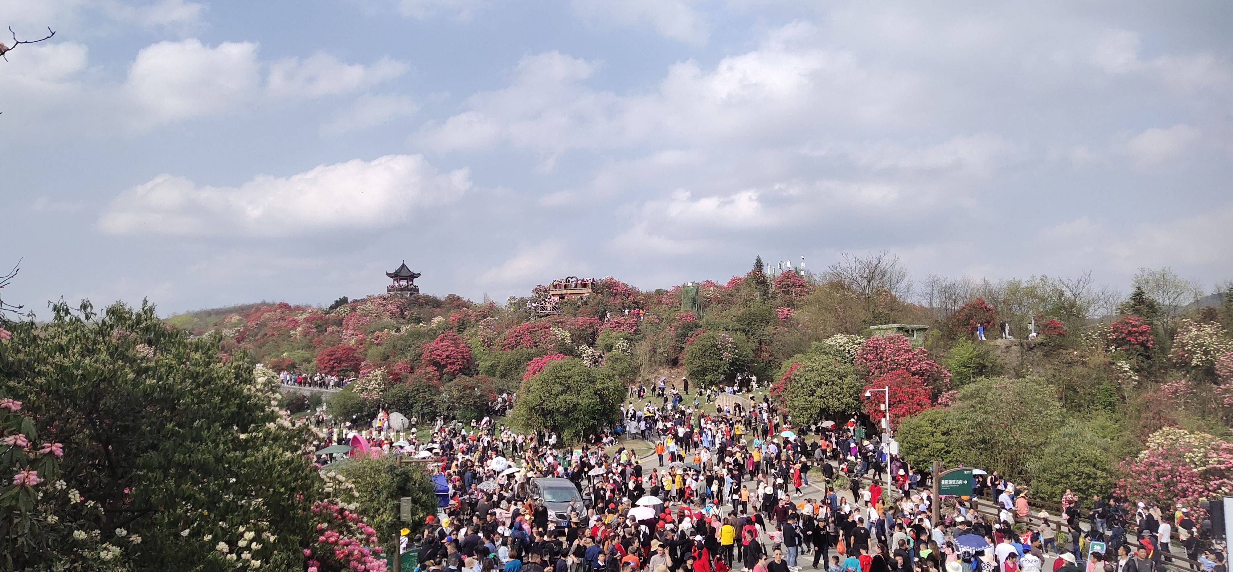 百里杜鹃最佳旅游时间贵州毕节百里杜鹃旅游攻略看完不用到处找攻略