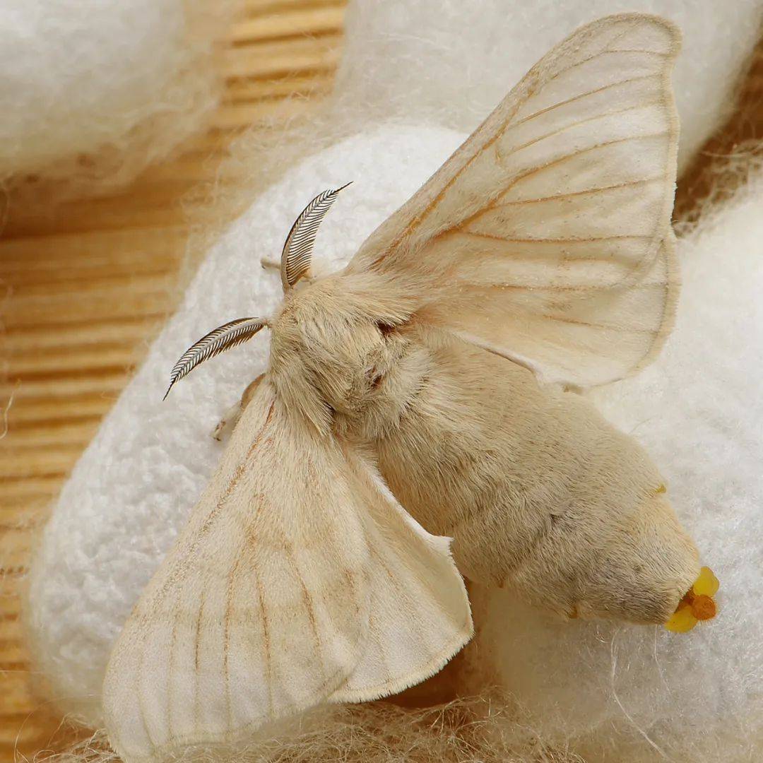 柞蚕_蚕蛾_家蚕