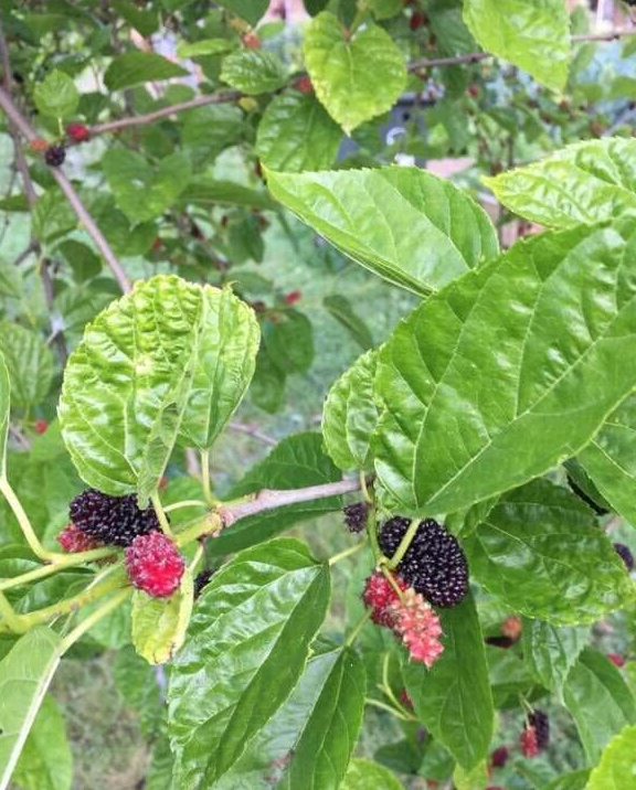 桑葚子_桑椹_桑树