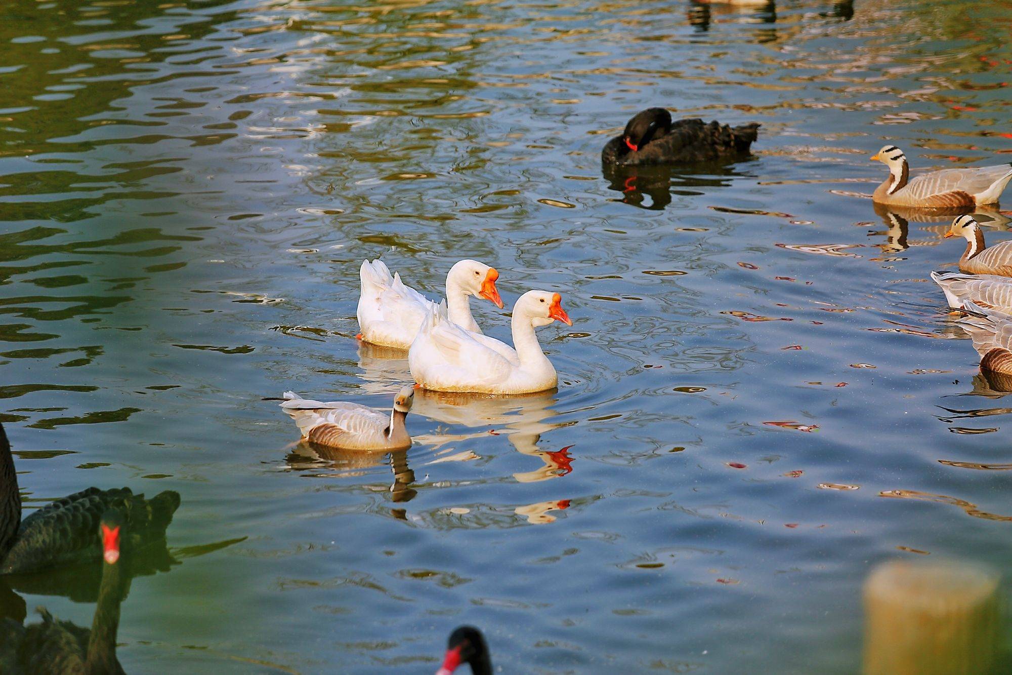 鸭子,鸳鸯,天鹅成群结队,或在碧绿的水中嬉戏,或在池边晒太阳,或等着
