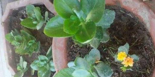 原创垃圾桶边捡盆要死的花回到家里一捯饬爆盆美翻了