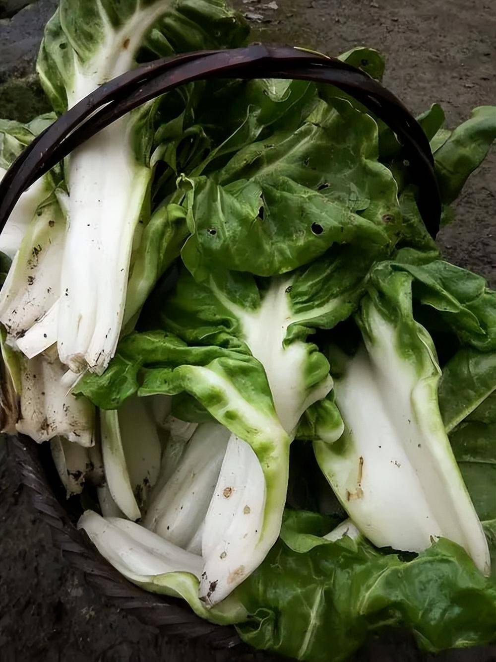 曾是农村餐桌的常客,还被用来喂猪,现却是"高级菜"供不应求?