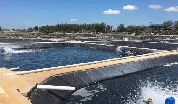 养虾水体混浊原因虾塘浊水怎么办这样调水才是养虾致富经