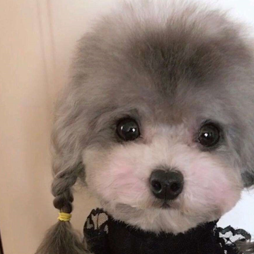 灰泰迪返灰有什么好办法吗