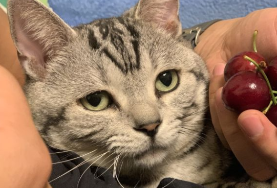 原创猫为什么特别容忍小孩子的折腾