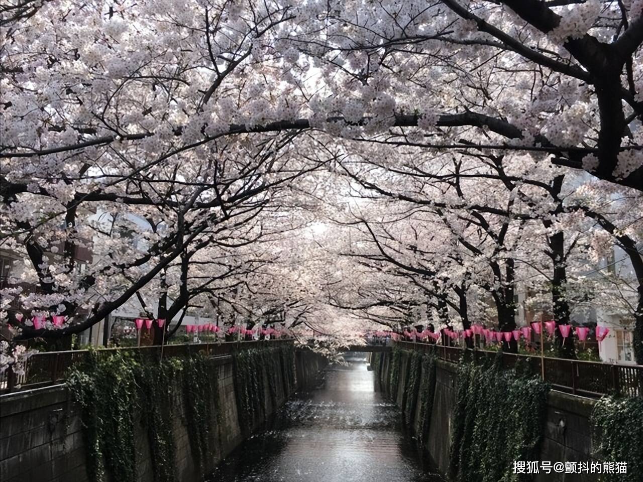 东京樱花盛开,周末赏花日和,不容错过的美景!