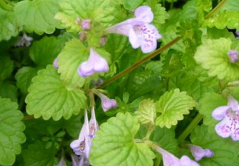 农村这5种野菜竟然能治病比吃药都好使