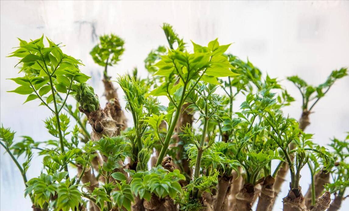 被嫌弃,现被誉为"树上人参",春天多吃,补营养强体质_老芽_食用油_食材