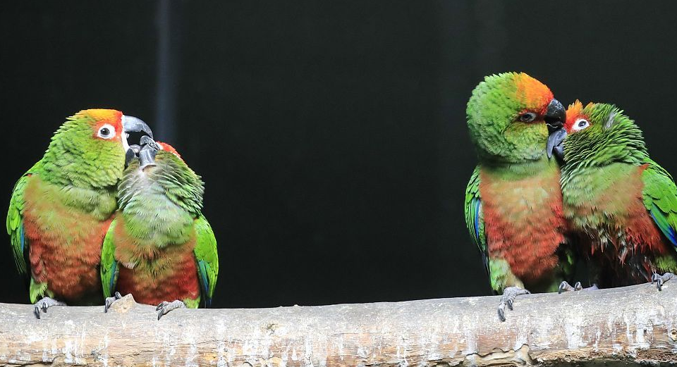 壁纸 动物 鸟 鹦鹉 960_521
