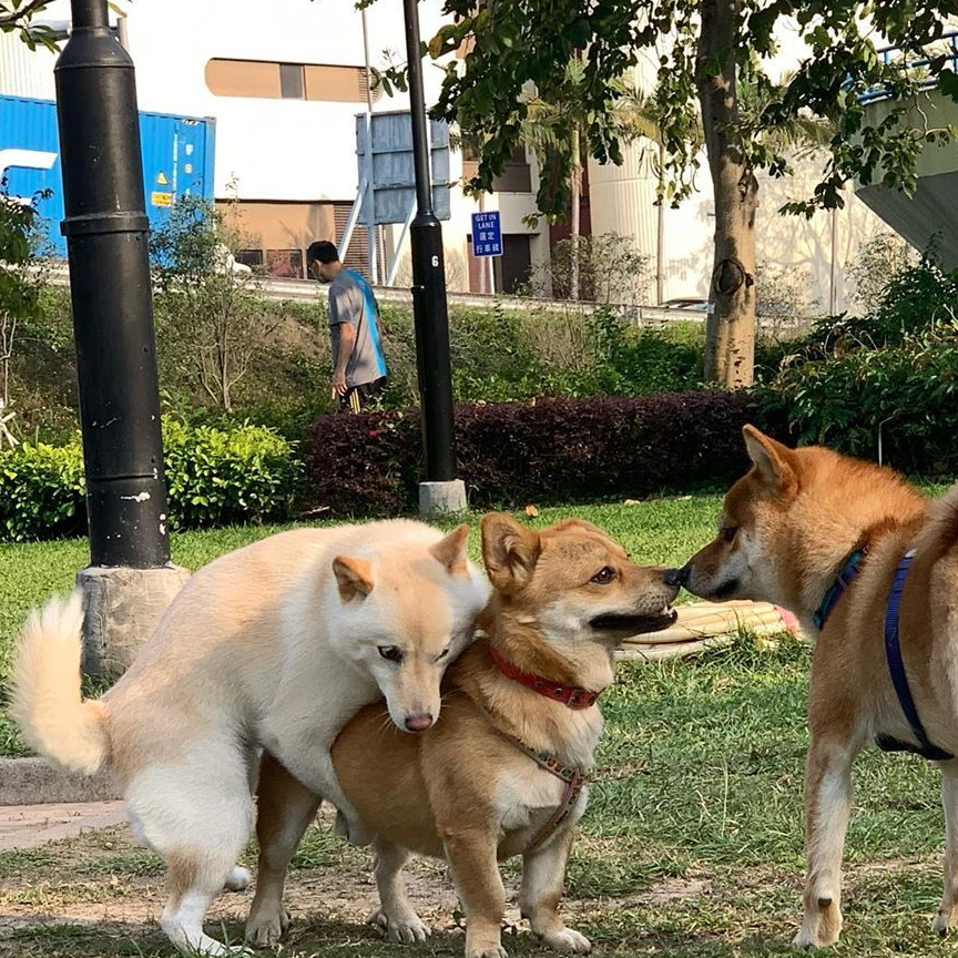 中华国犬土狗,中国土生土长的本地狗,如今沦为流浪狗!