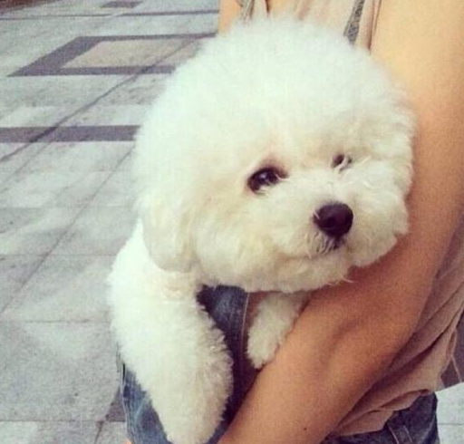 养比熊犬的几大好处不养不知道