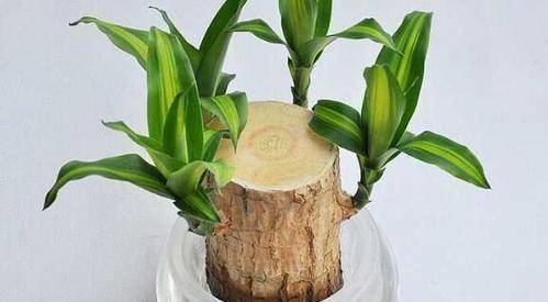 巴西木树桩水培如何养?做好水培和养护,绿意盎然更迷人