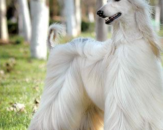 世界各个地区的狗狗_头发_猎犬_黑色