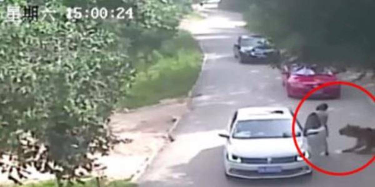 原创轰动一时的八达岭老虎咬人案幸存者索赔百万失败因毁容无工作