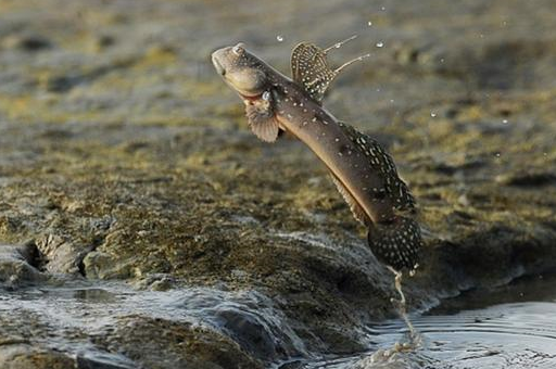 弹涂鱼,可在陆地上行走的鱼类,不仅会跑会跳还是两栖动物的祖先