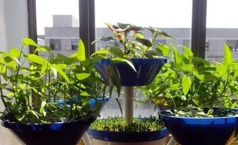 水培蔬菜制作材料:泡沫板,海绵,透明便当盒(透明容器即可).