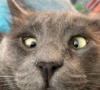 我今天算是开了眼了!_王笑长_猫猫_年轻人