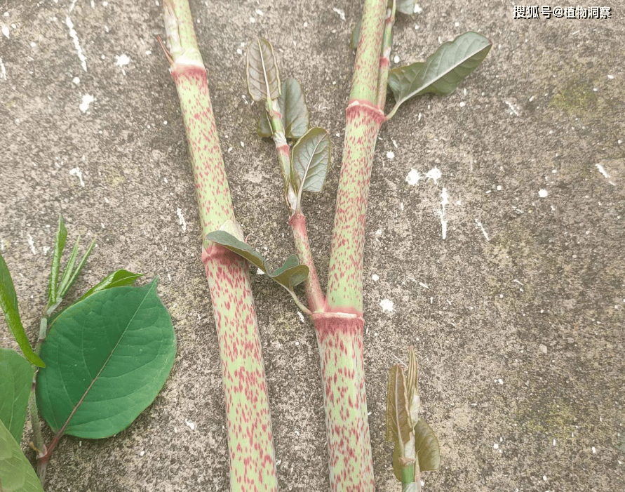 原创春天常见的4种野果个个自带童年回忆特别是第四种