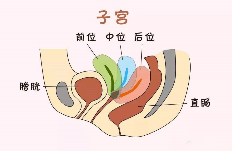 子宫底位置图图片