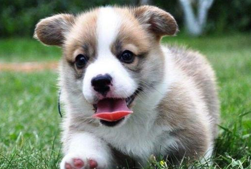 主人_柯基_泰迪