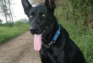 原创出自我国东北的墨界黑狼是一种什么样的犬其实能力不输德牧