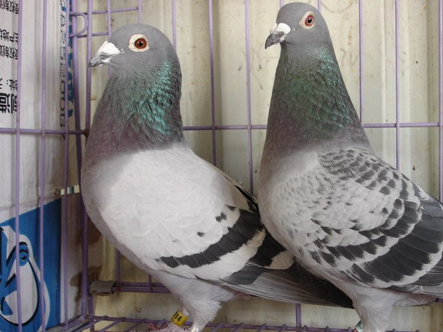 为什么要让种鸽进行杂交配对?_鸽子_优势_办法