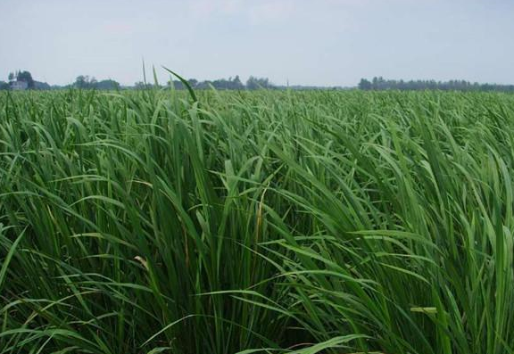 这一眼望过去过去都是农民王大哥的水稻田,可从2012年开始,这片水田里