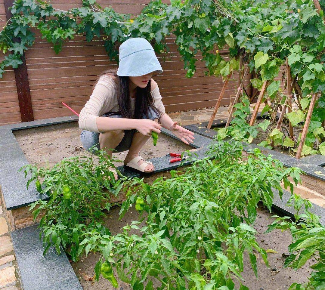 张馨予晒自家花园图片